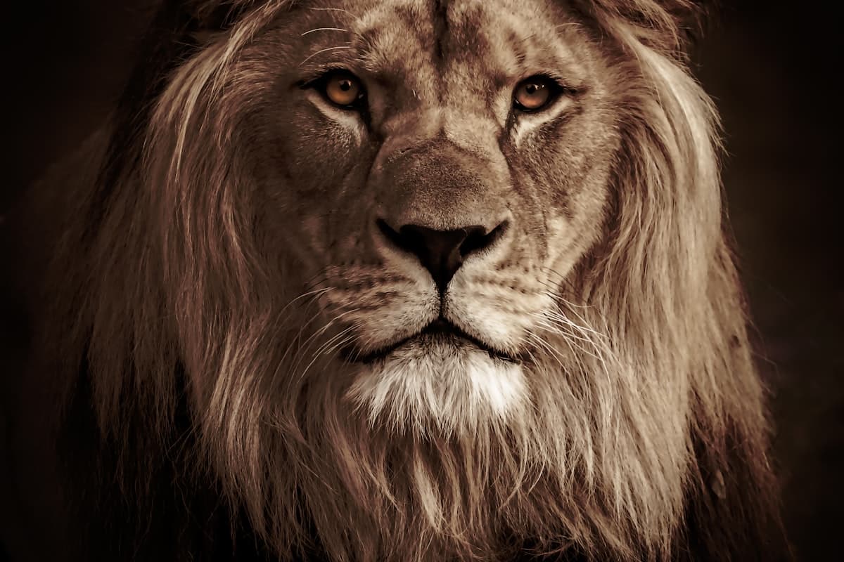 The Big Five: Ultimate Guide to Tanzania's Most Iconic Animals