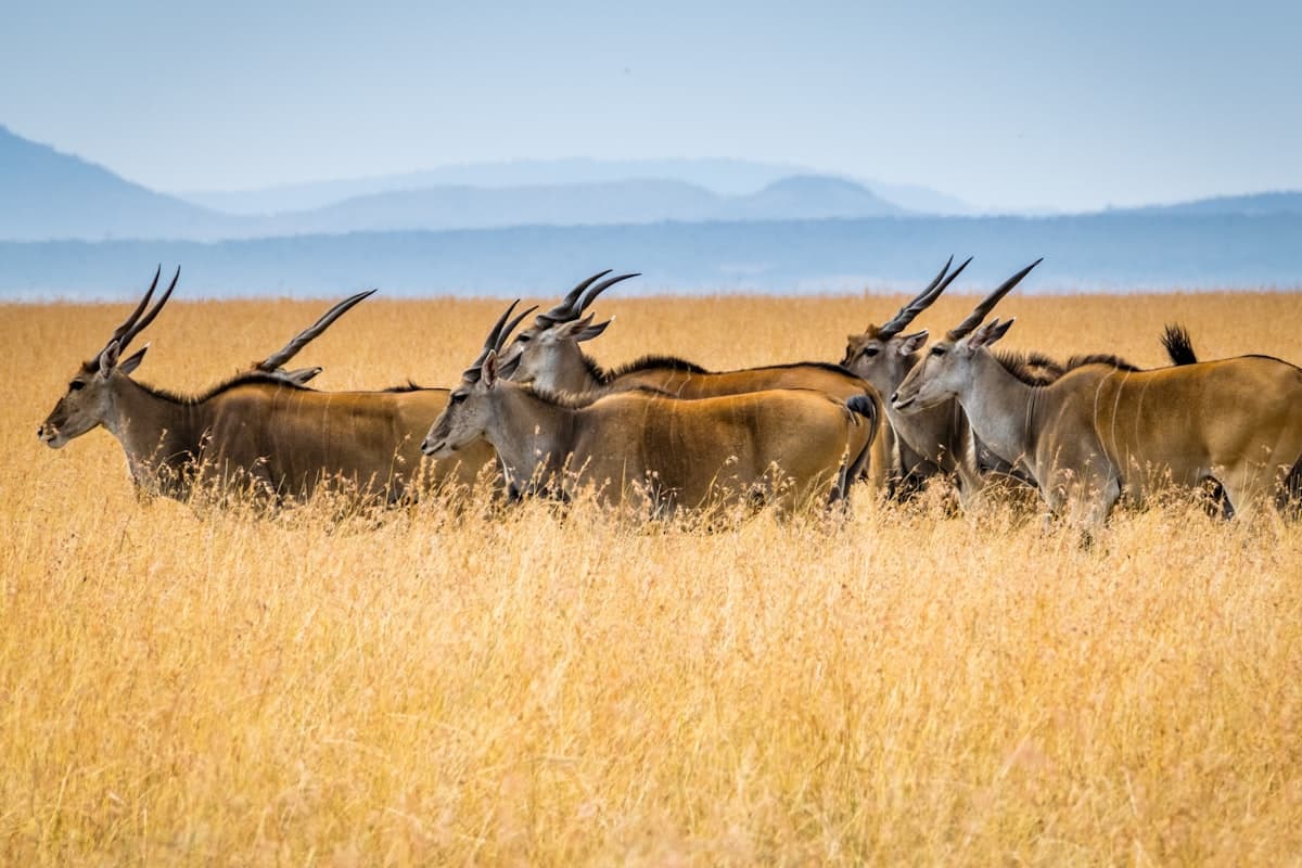 Best Time to Visit Tanzania: Complete Seasonal Guide