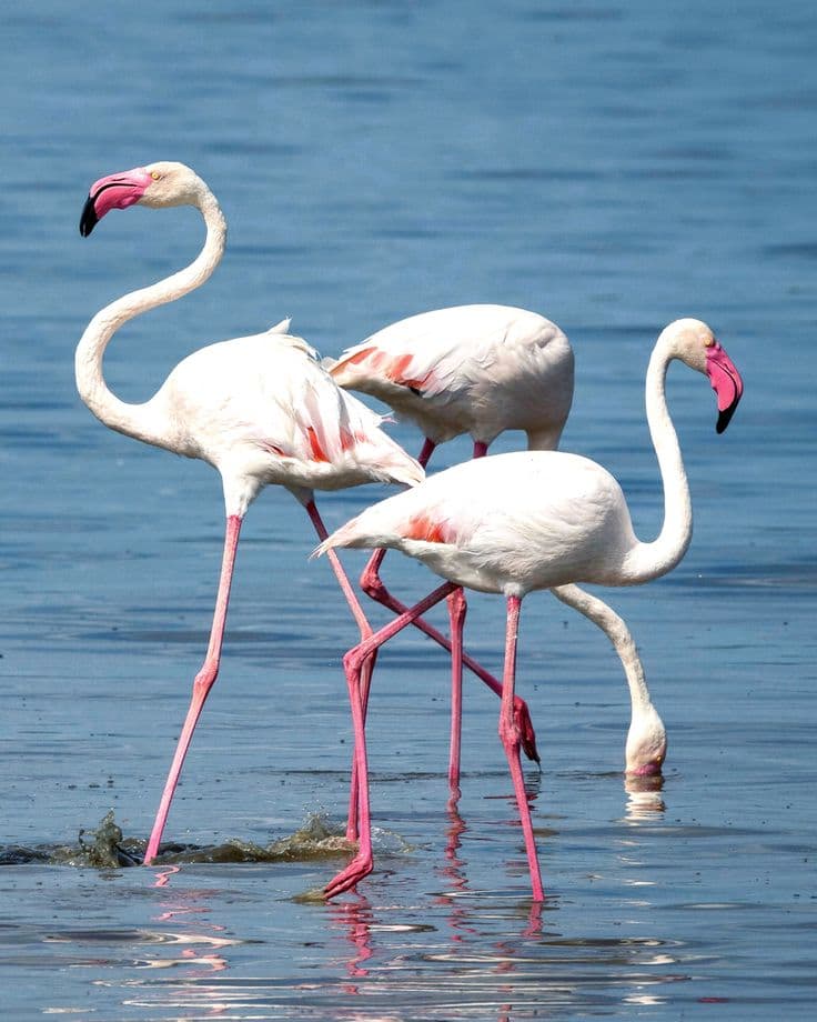 Lake Manyara National Park - Photo 2