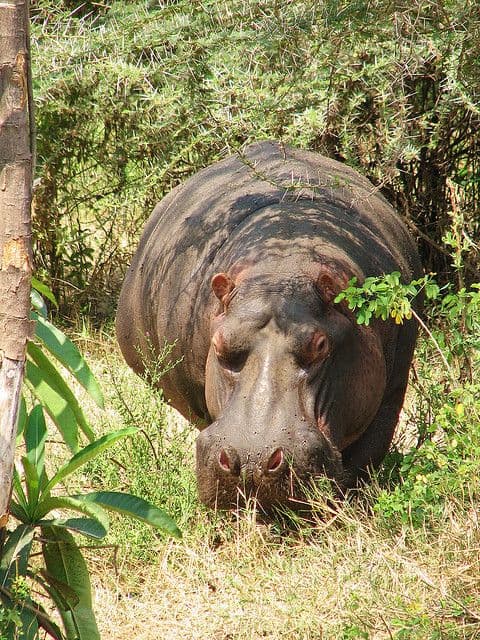 Lake Manyara National Park - Photo 6