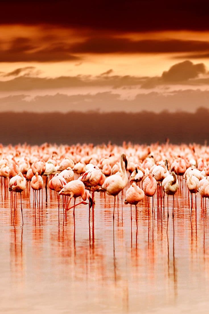 Lake Manyara National Park - Photo 5