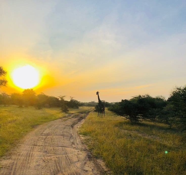 Nyerere National Park - Photo 5