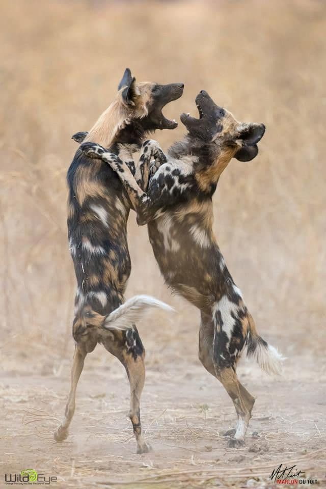 Ruaha National Park - Photo 4