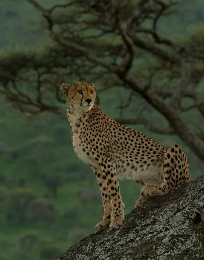 Serengeti National Park - Photo 5