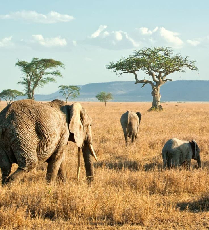 Serengeti National Park - Photo 4
