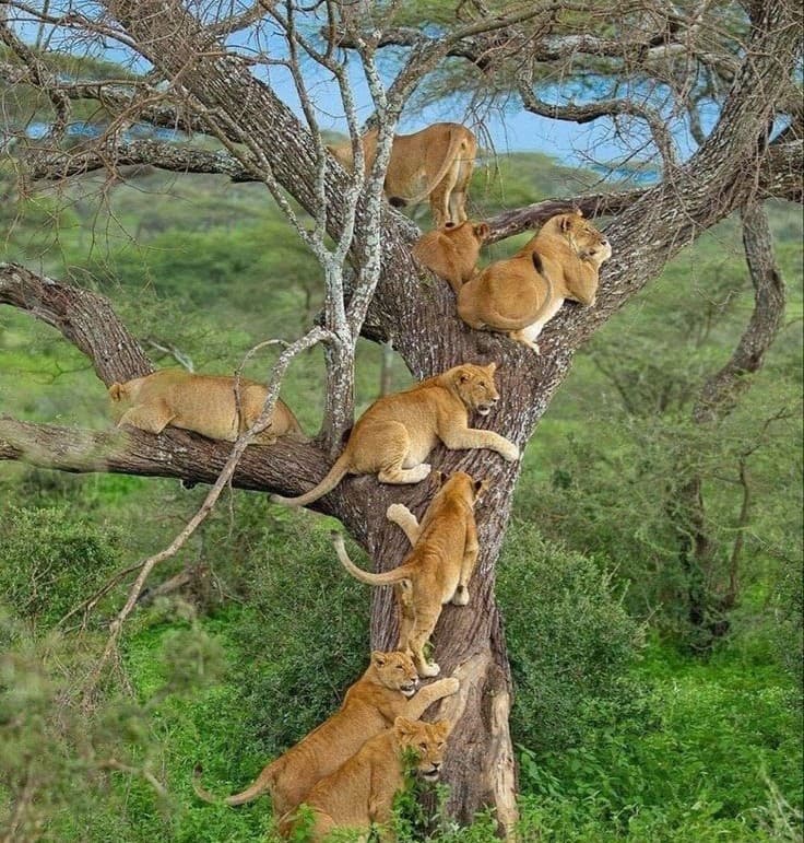 5 Days Budget Camping Safari - Authentic Bush Experience