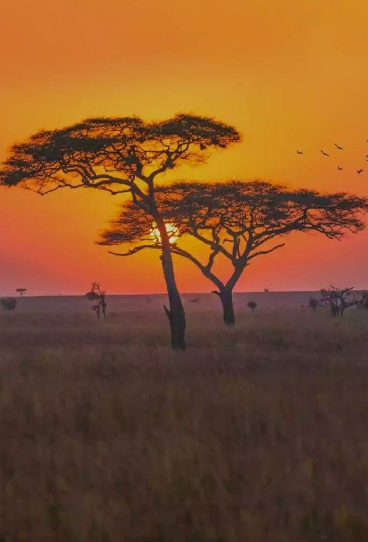 Serengeti National Park - Photo 3