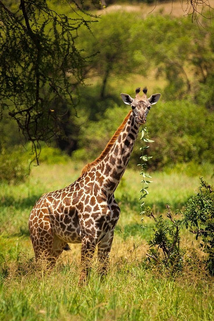 Tarangire National Park - Photo 6
