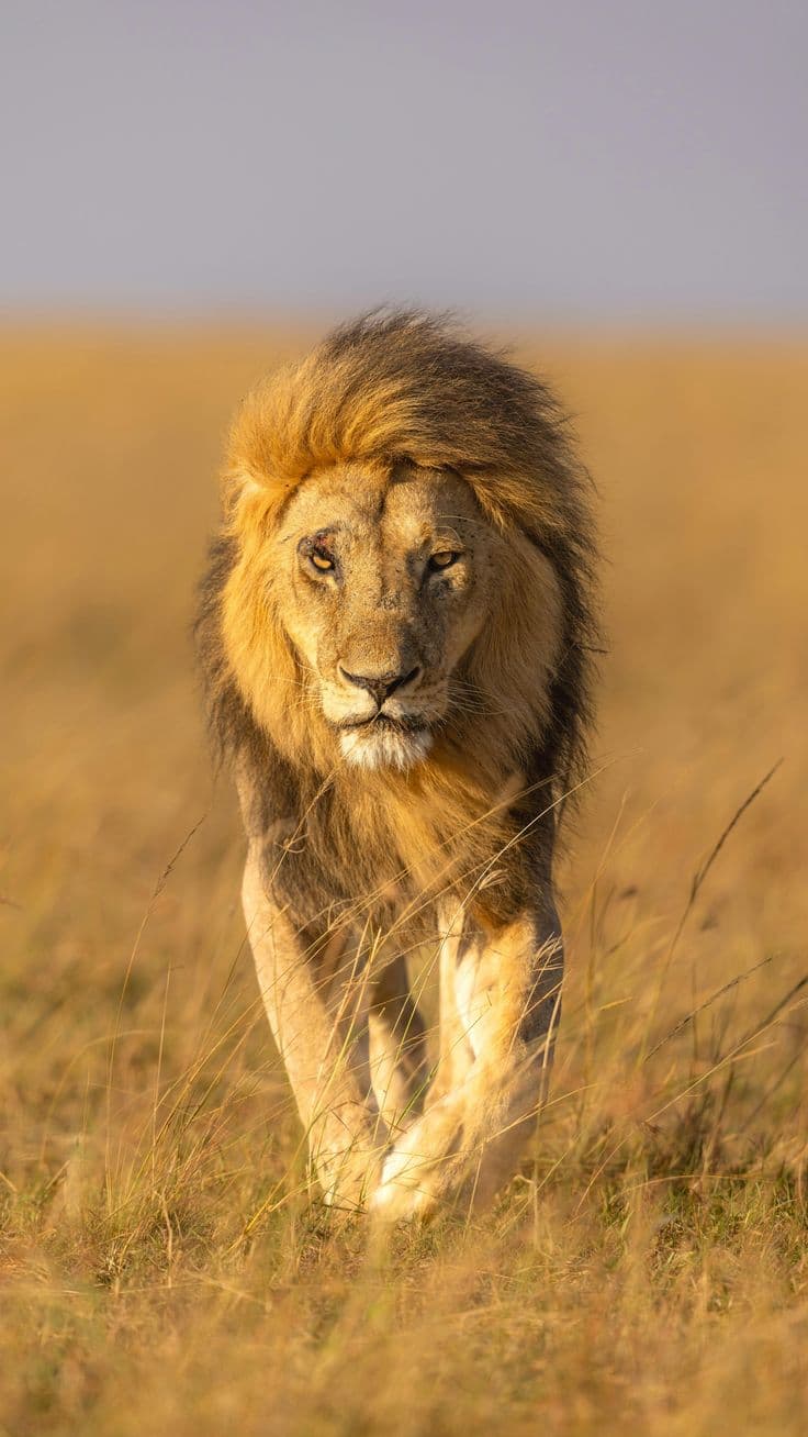 6 Days Best of Northern Tanzania Parks - Affordable Safari