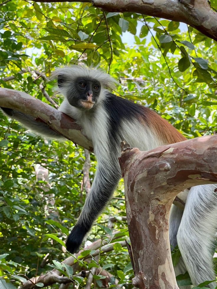 7 Days Wildlife Safari Experience - Serengeti, Ngorongoro & Zanzibar